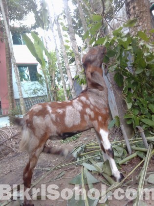 ২ টি খাসি বিক্রি করা হবে